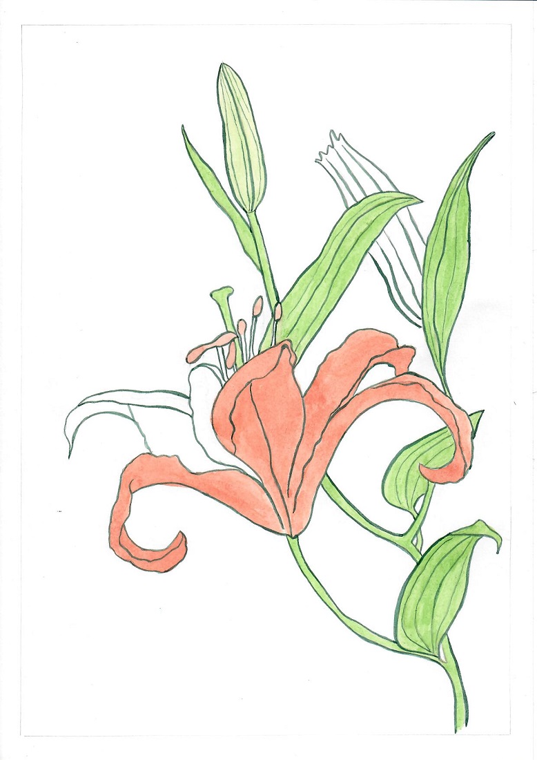 liliya р 27